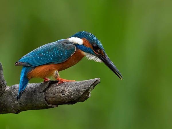 IT recruitment services