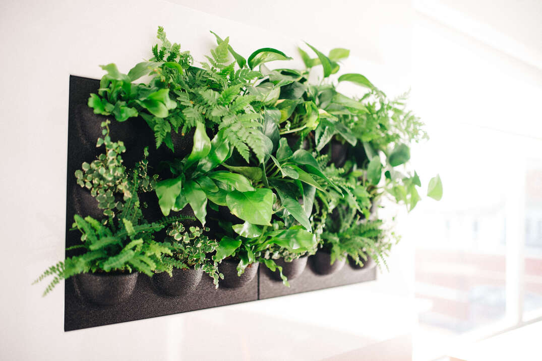 Office plants healthy air