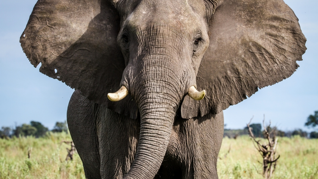 elephant - make an impact