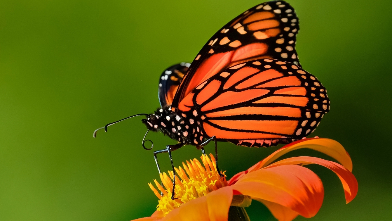 home - butterfly (still) v1